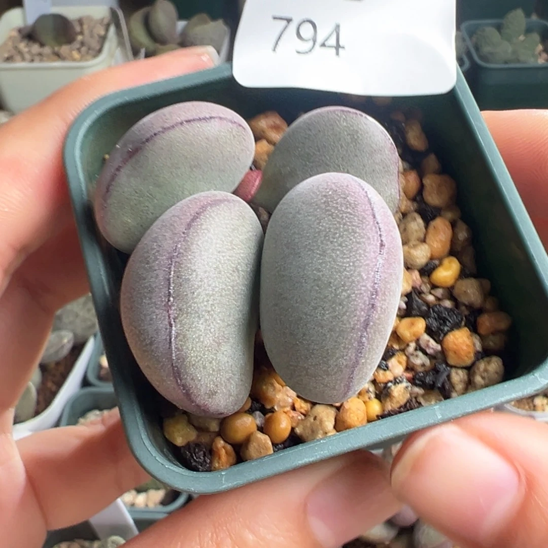 794紫蛋胖嘟嘟一颗