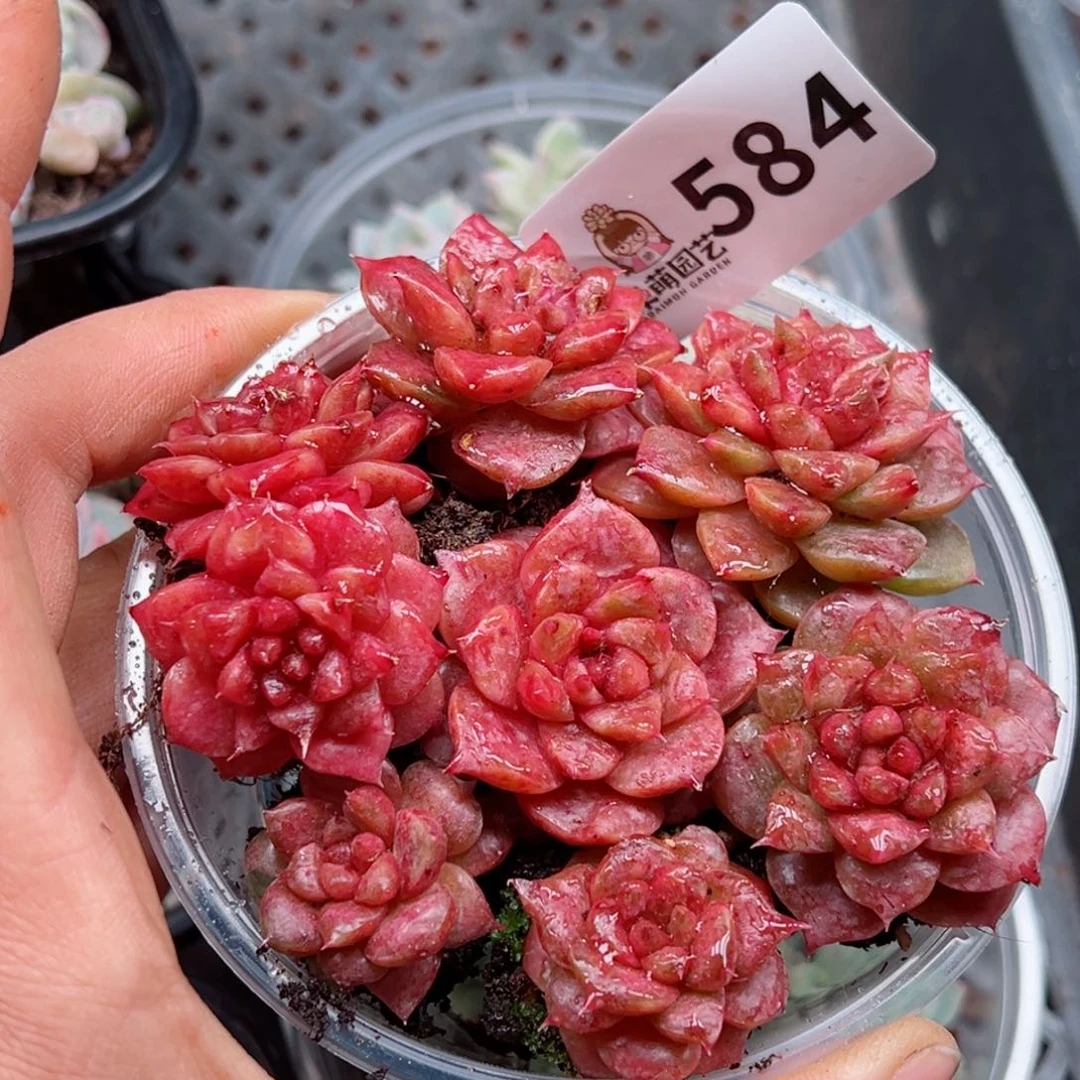 冬*多肉植物多肉植物