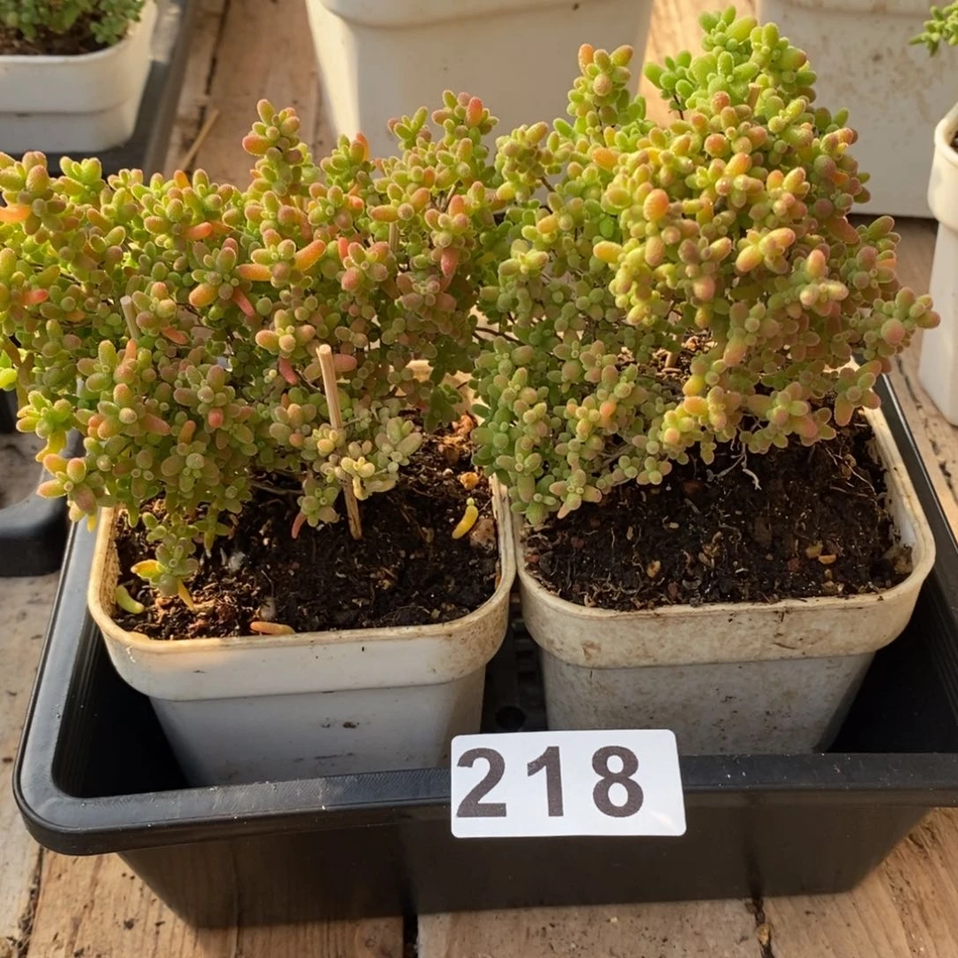 枝干番杏蜜桔糖球218