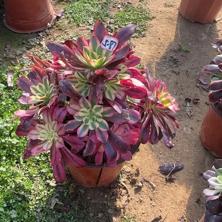 5-87美杜莎多肉植物