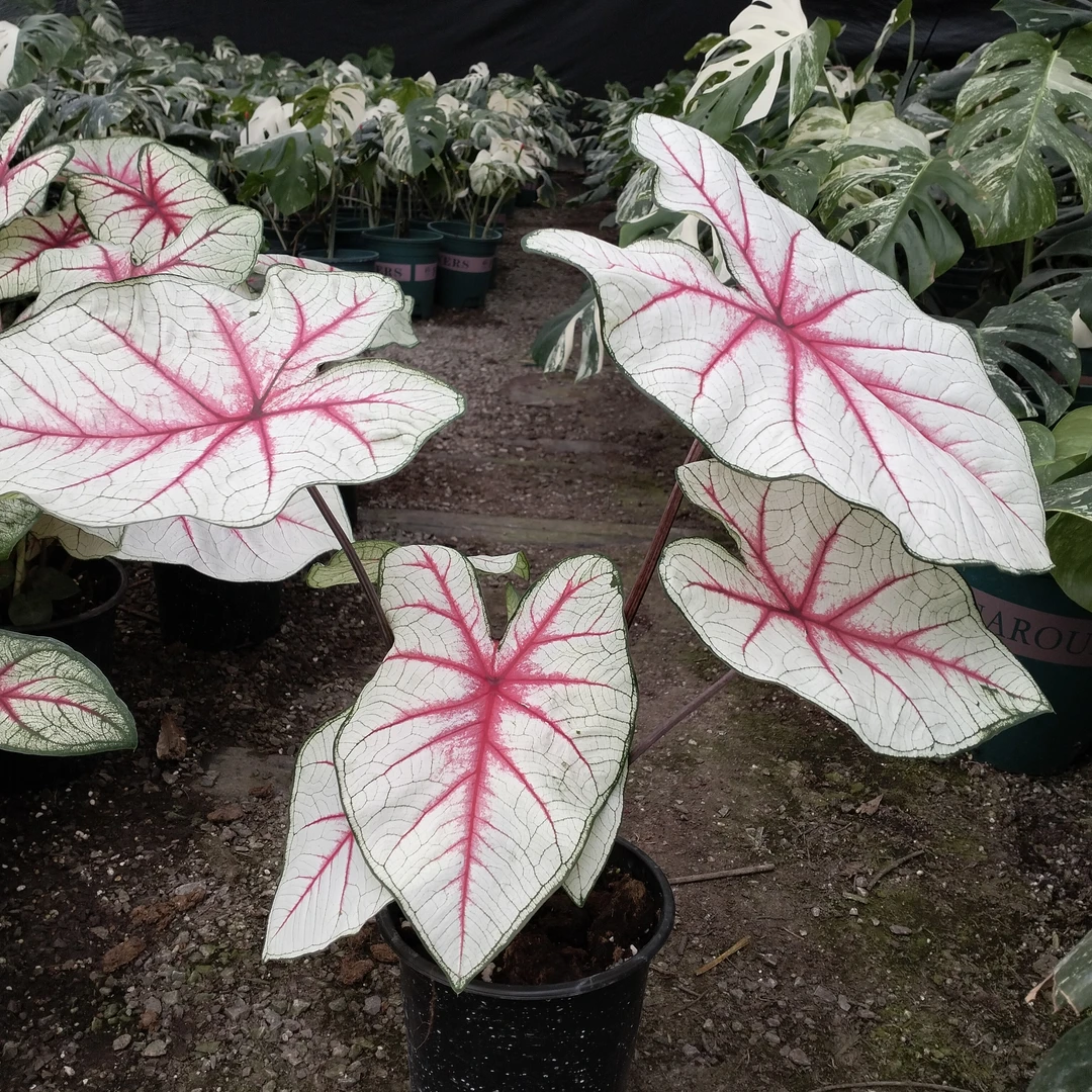 彩叶芋（幻想曲大颗）盆栽适合阳台客厅摆放清新绿植