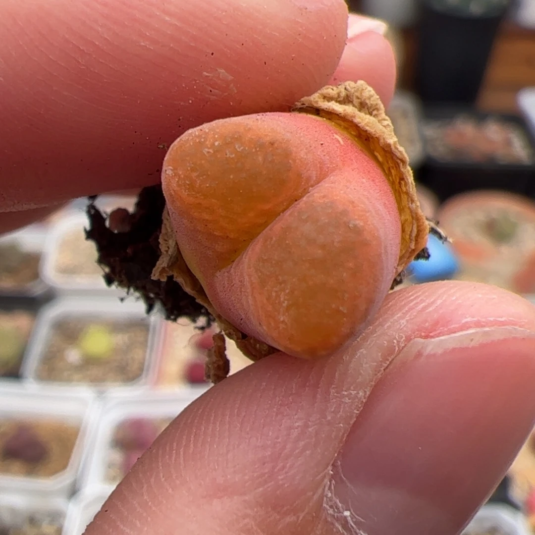 0238号风铃 多肉植物