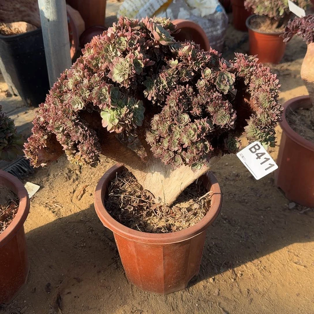 411万缀有伤一颗满28包邮