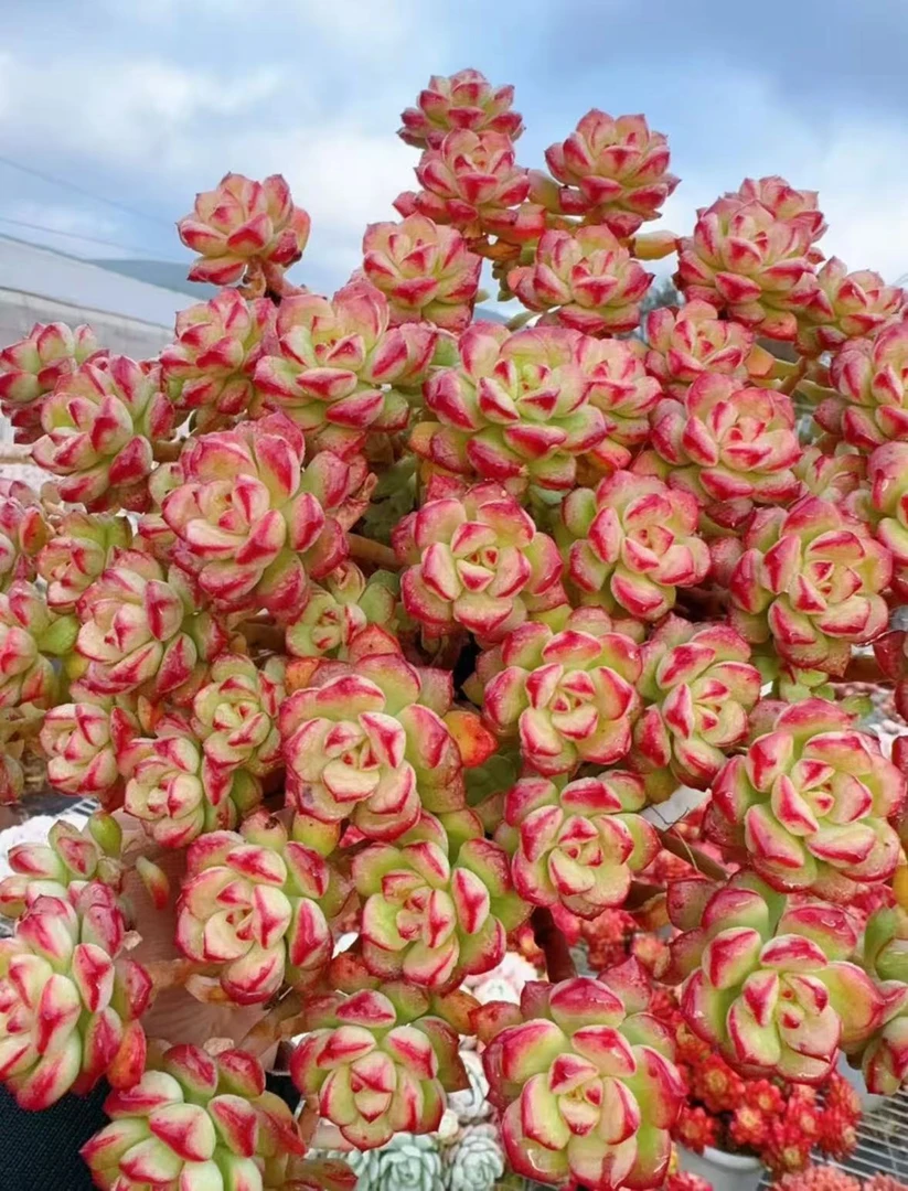 X爱格里斯玫瑰  新手好养 美观多肉植物秋季