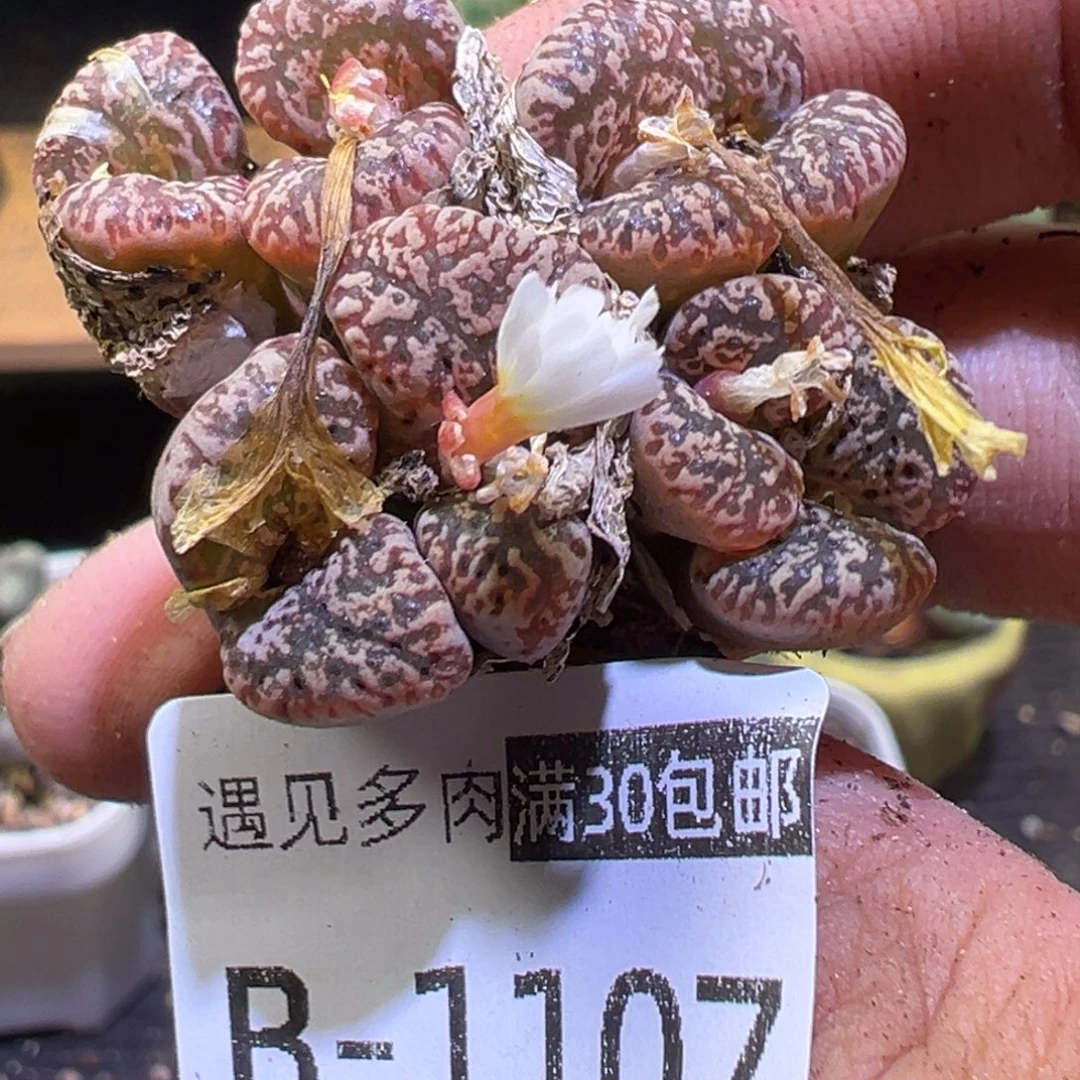 多肉植物1111111111111