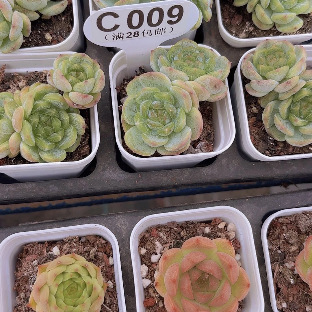 C009白恋一物一拍
