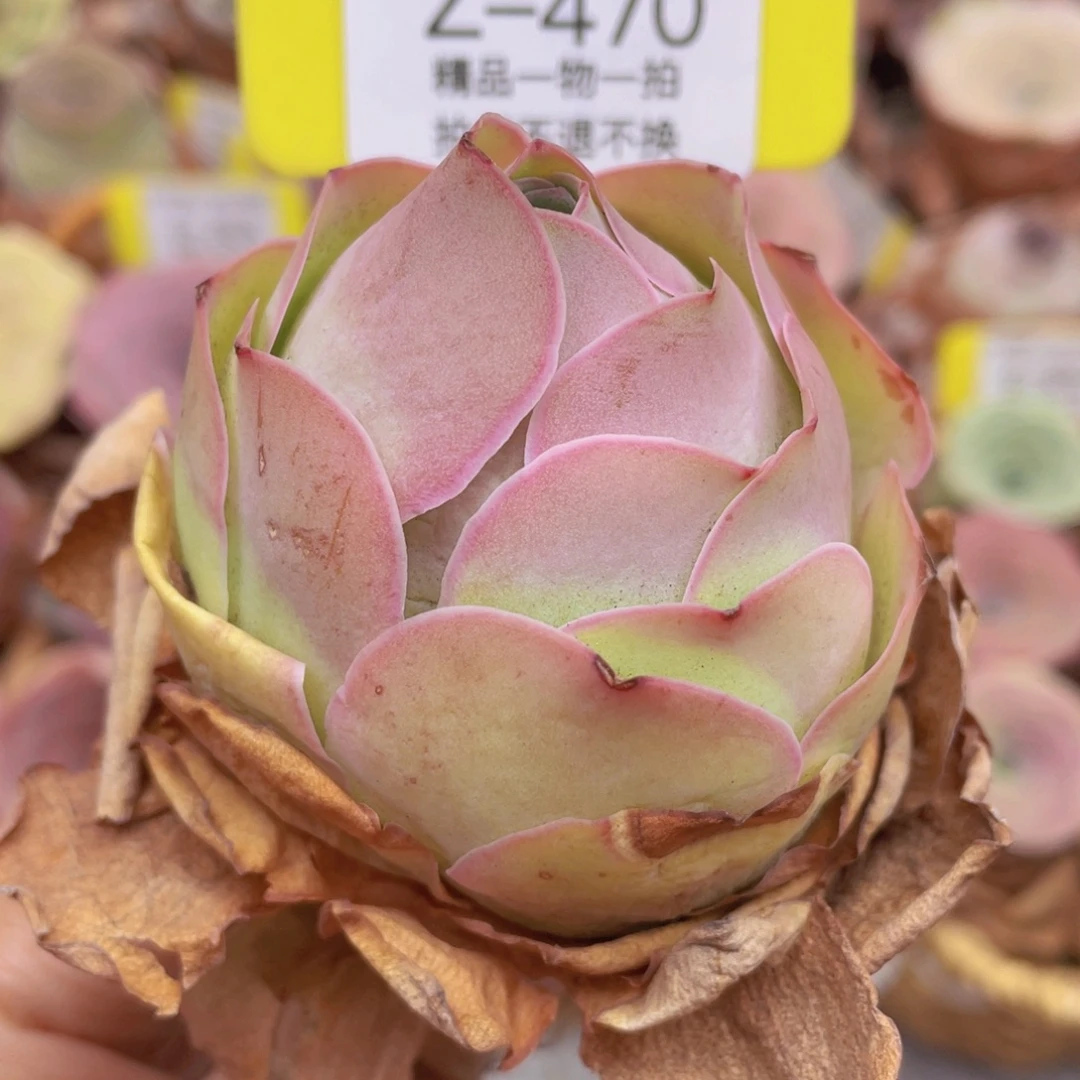 山地玫瑰Z470断枝不包损不售后