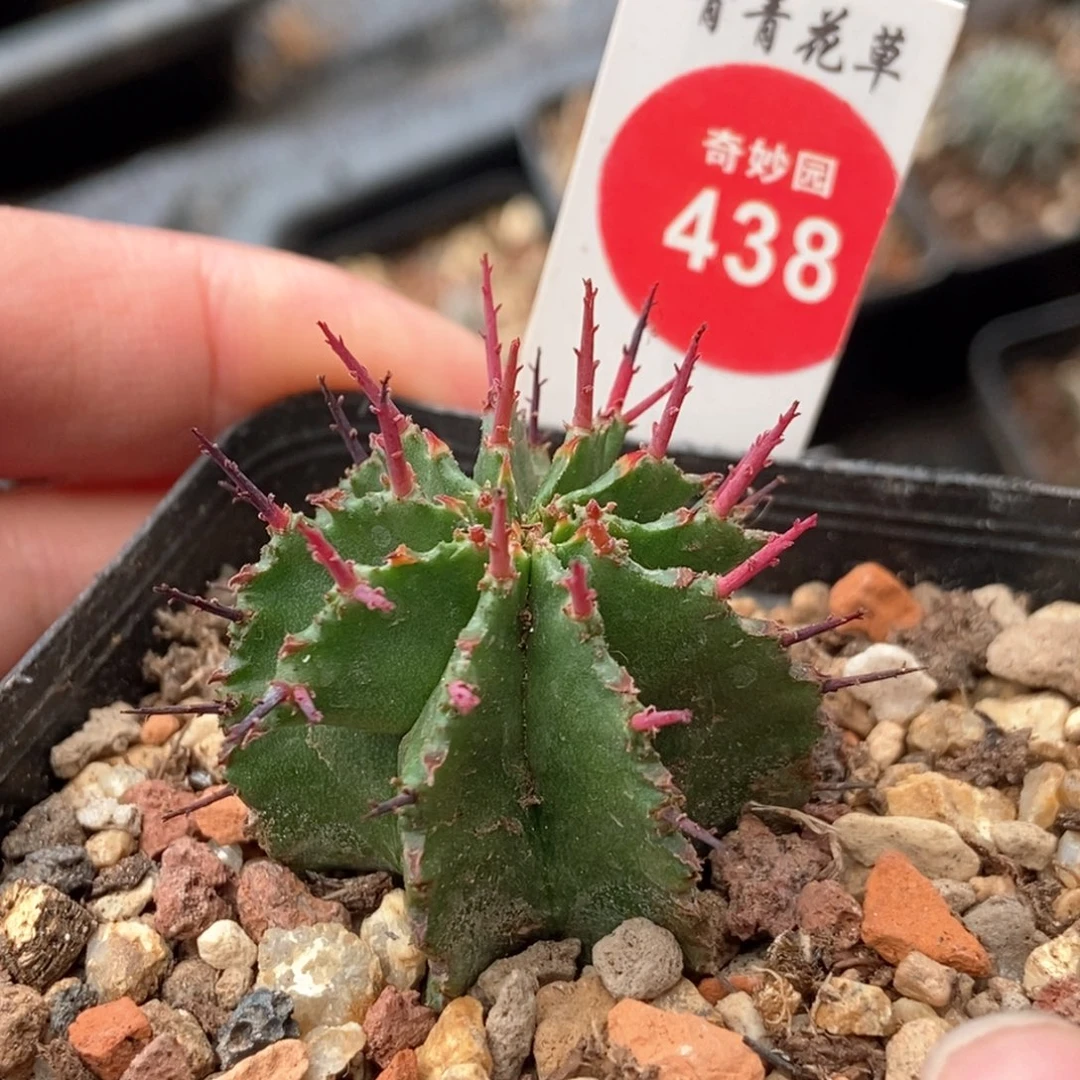 实生强刺落雪3.3cm