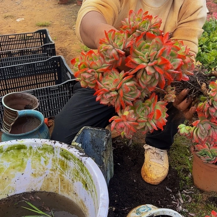 小***子静婷婷哦我陪他看旅途惠民