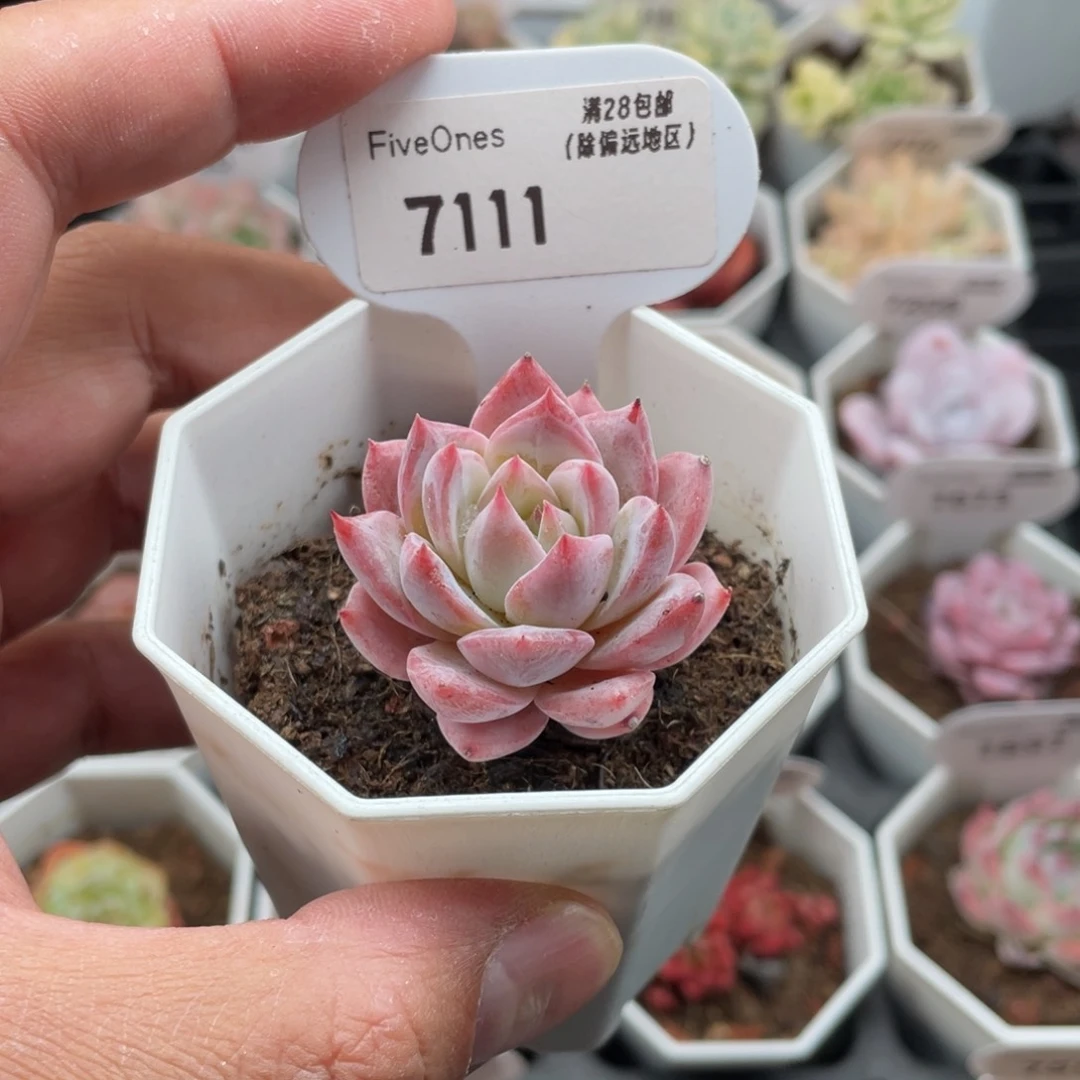 7111粉蓝鸟3.5厘米