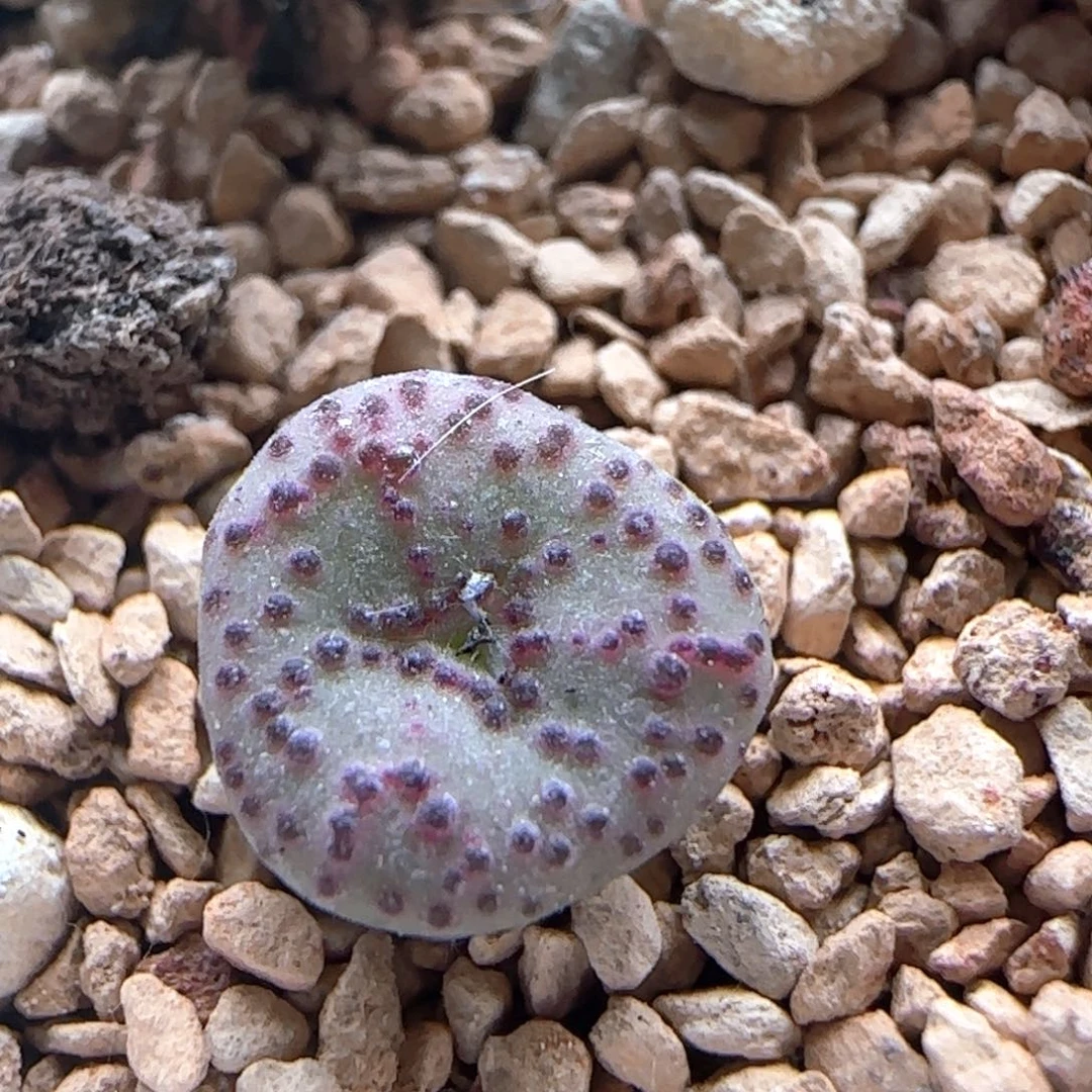 5.11.94/火龙果安贞奔奔/