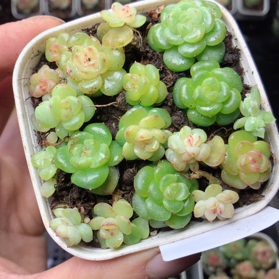 无花朵Q53yyyyyyyyy