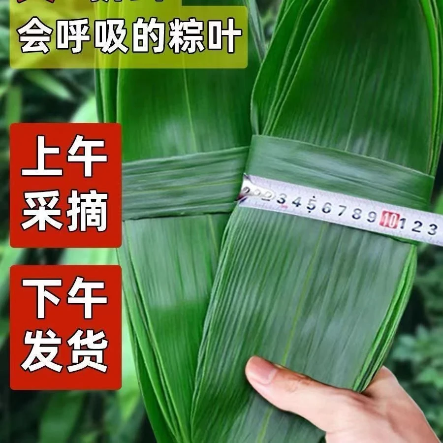 贵州高山农家自种糯粽叶新鲜粽叶现摘现发