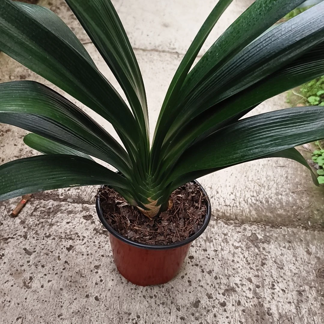 1***3当前无花栽培后可以开花盲盒大苗一颗拍品