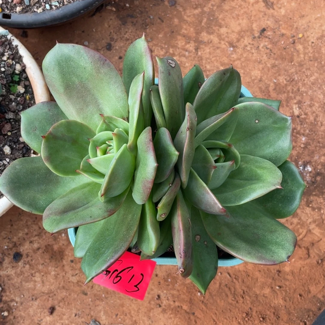 多肉植物多肉植物1613