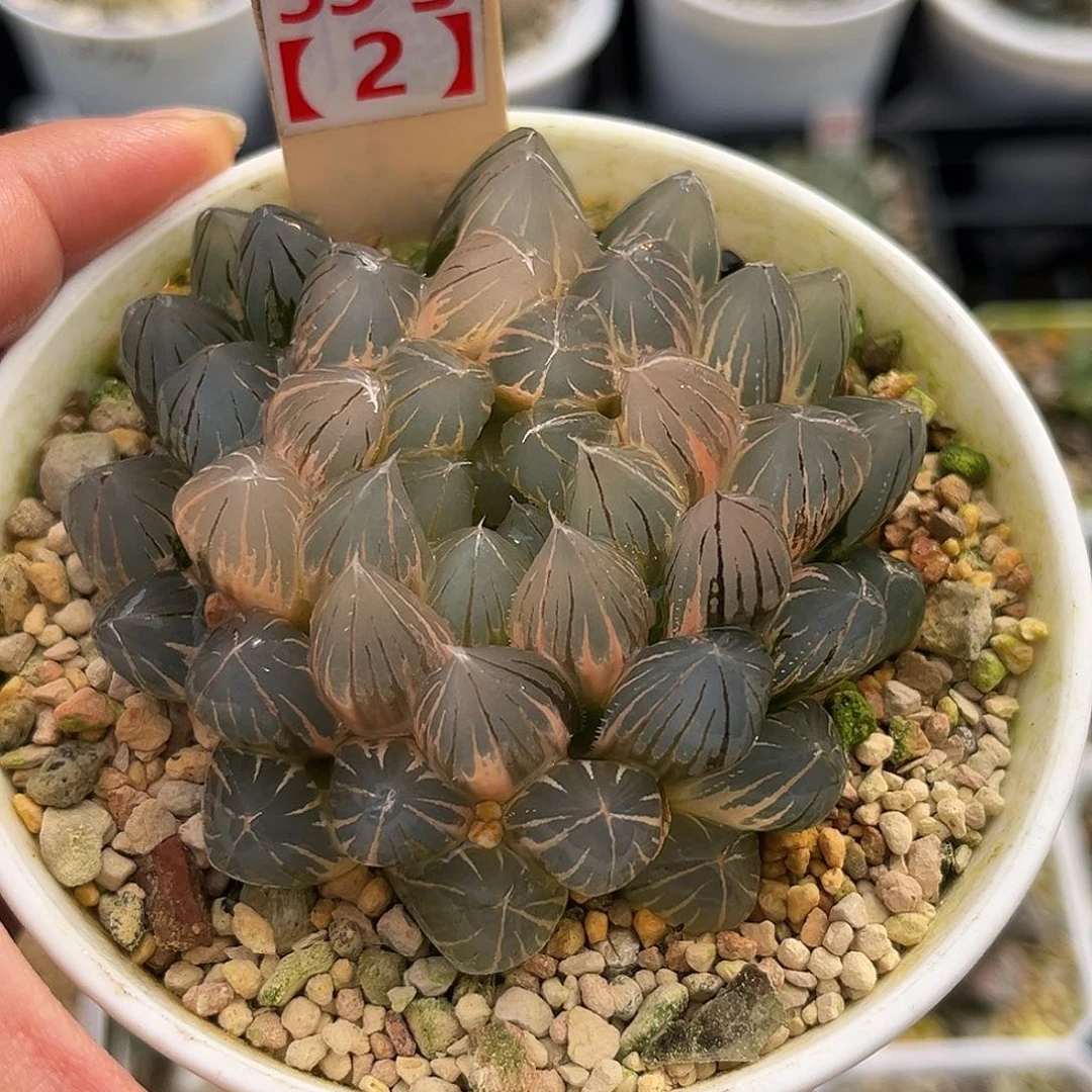 53-2母本糊斑霓虹灯玉露锦福利