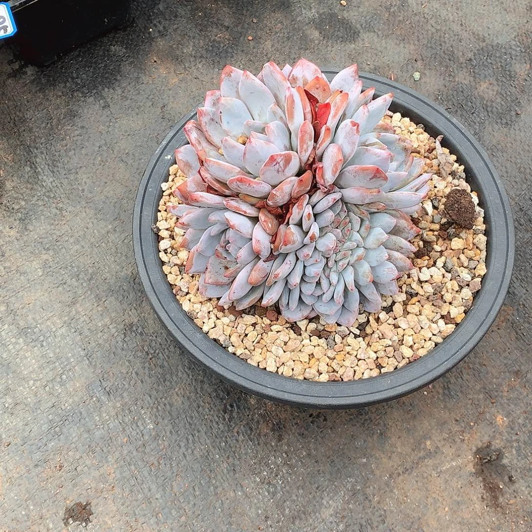 297橙子缀化 一物一拍多肉