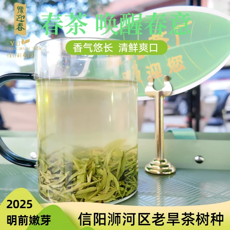 豫迎春源头茶厂明前头采信阳毛尖小芽叶绿茶花果香浓高山云雾茶