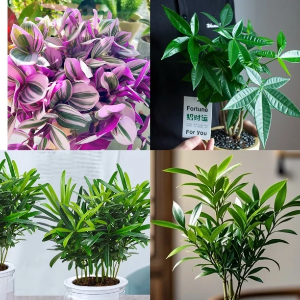 【桌面绿植】油画吊兰/发财树/罗汉松/竹柏/鸿运当头，不带盆