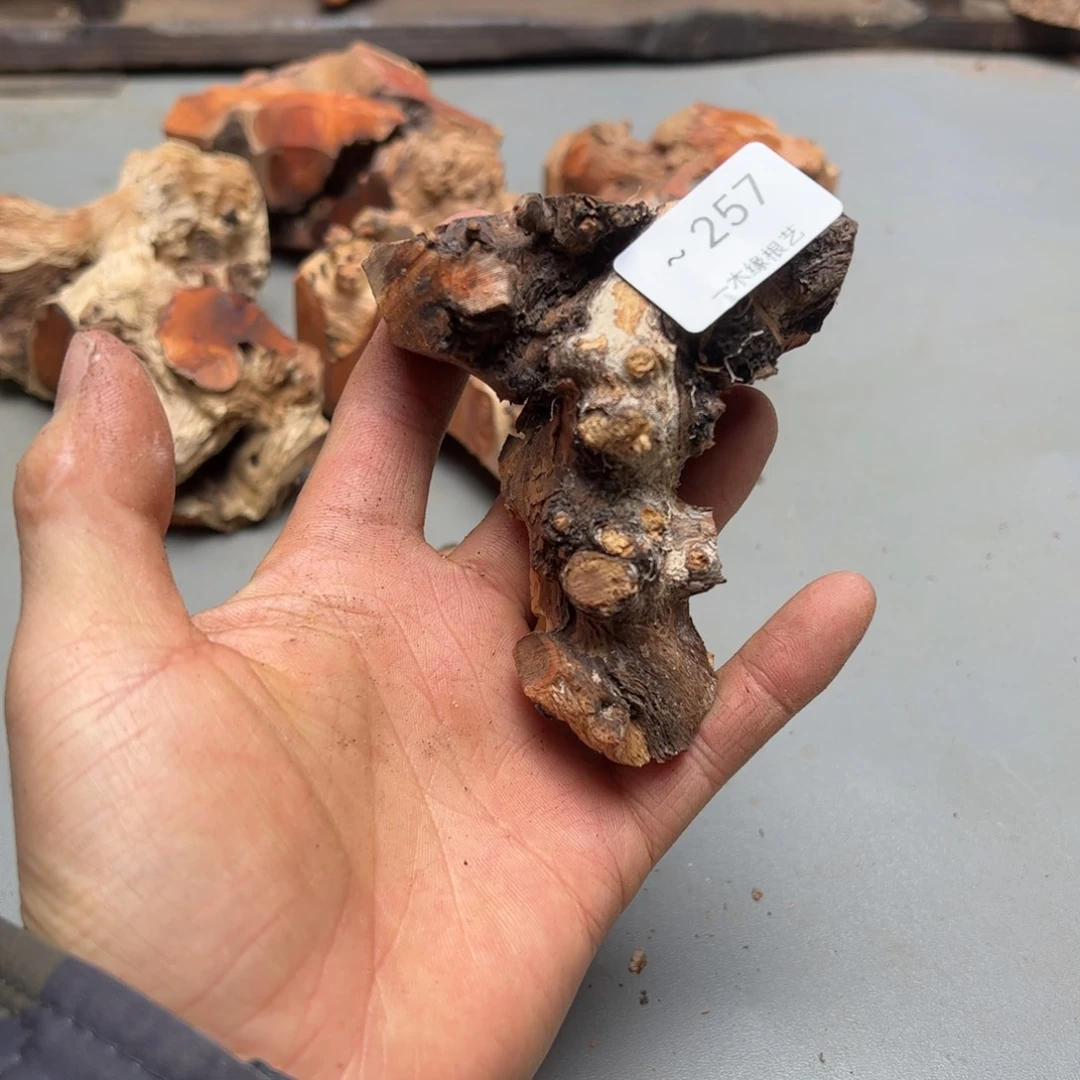 日***上无花朵         257