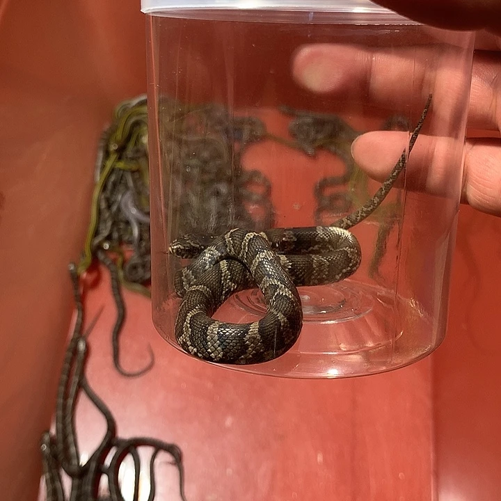 豹纹守宫棕黑面子，可爱