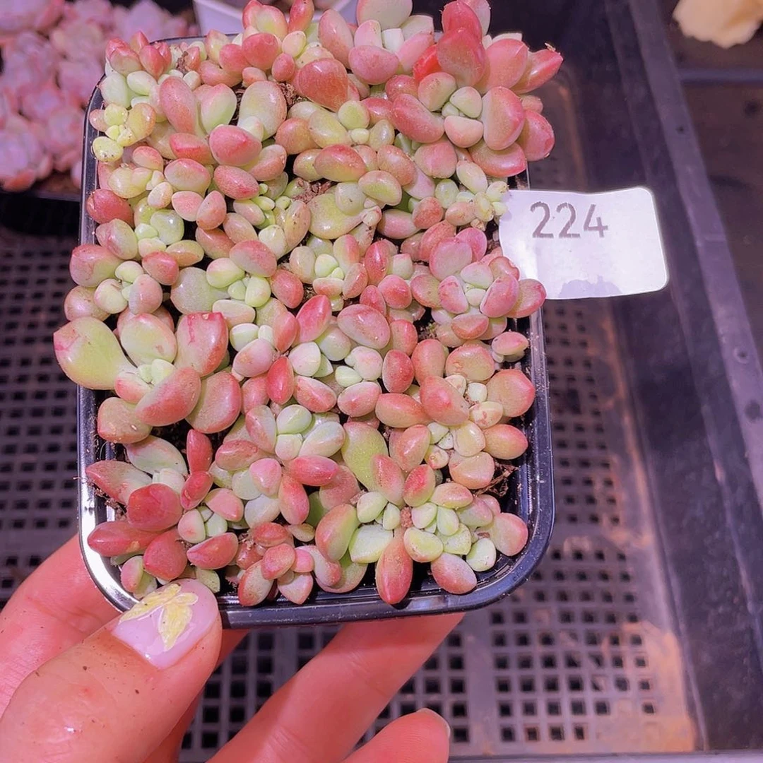 224 珊瑚树。 18 包邮