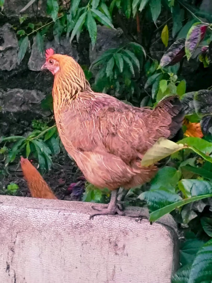贵州农家散养土母鸡【直播间现称重改价，整鸡现杀现发】
