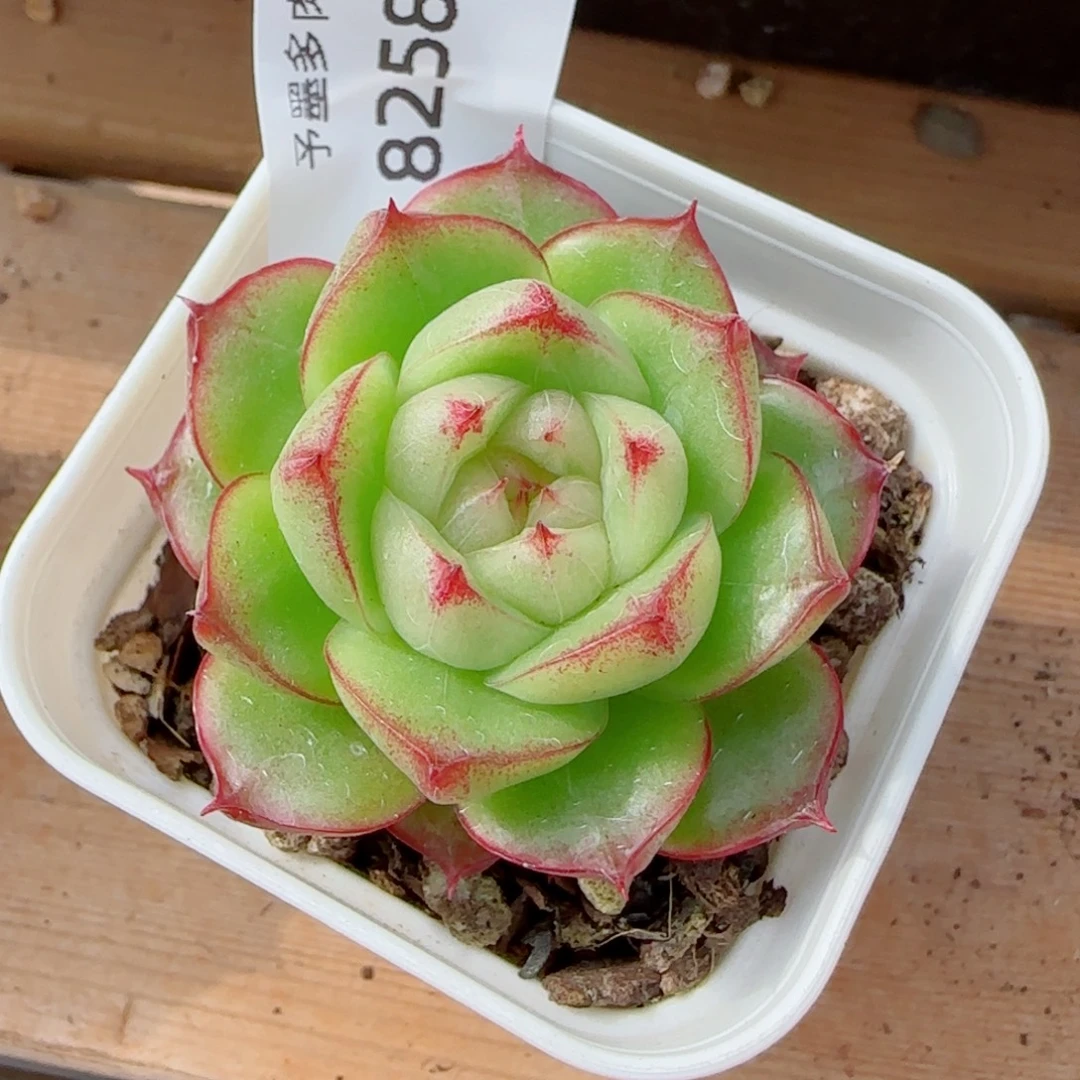 灵宝珍妮，8258多肉植物