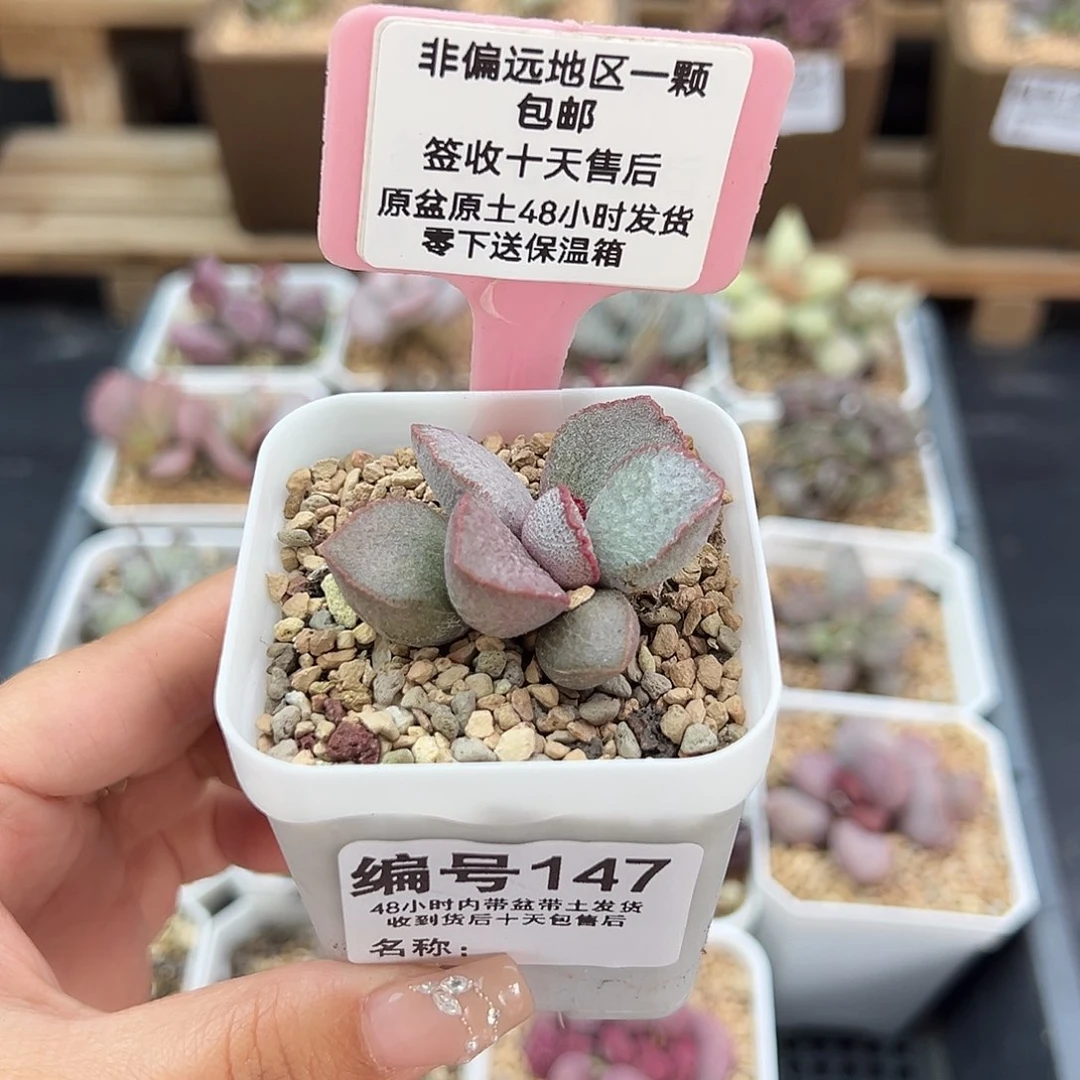 147磨砂蛋900号多肉植物