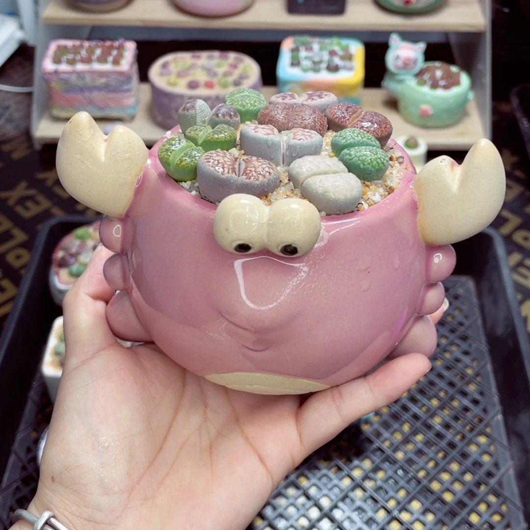 w1903盆微瑕 带盆土发货一物一拍