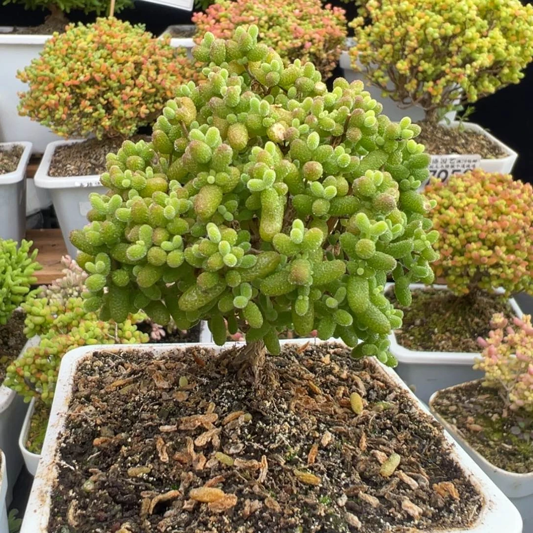 D7983金桔一物一拍