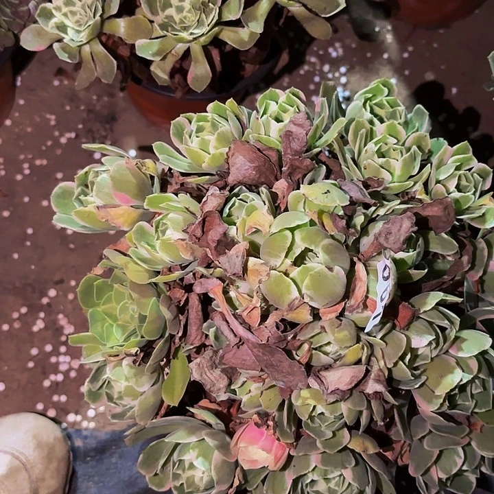 061男神多肉植物不售后