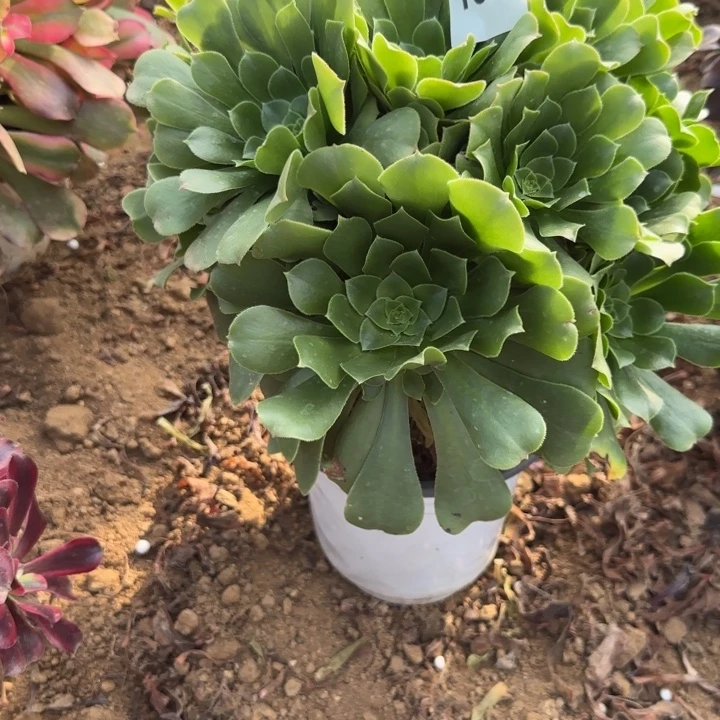 1534 清棚处理不包断枝