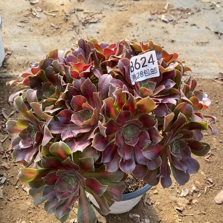 中班锦多肉断头不包624