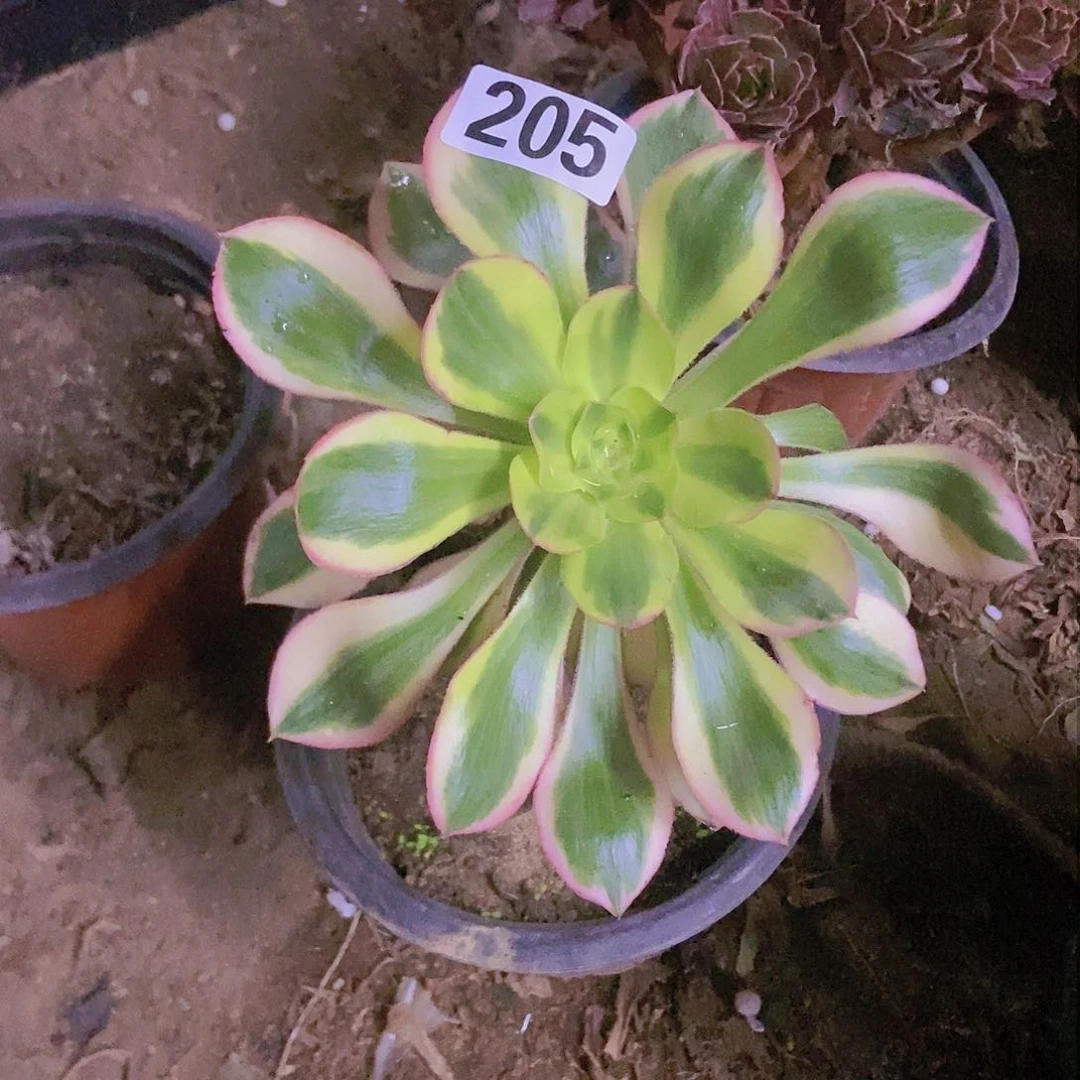 柚*＆205燕姿锦大单头老庄