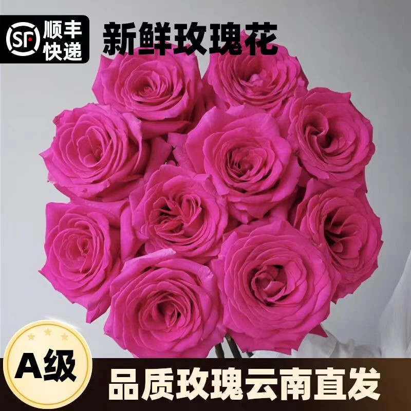 云南A级特大鲜花弗洛伊德玫瑰鲜花香味浓送女士女孩节日生日礼物