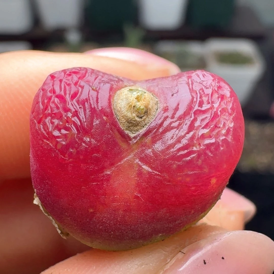 109毛汉尼尺寸1.7福利出