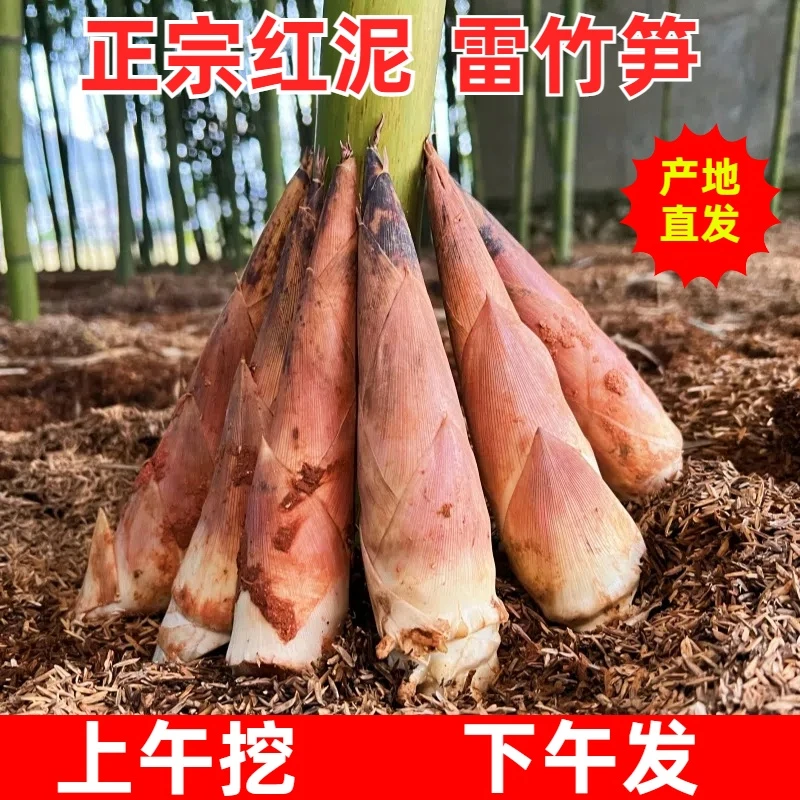 【产地直发】江西万年雷笋腌笃鲜现挖现发新鲜天目雷笋芽头笋砻糠笋