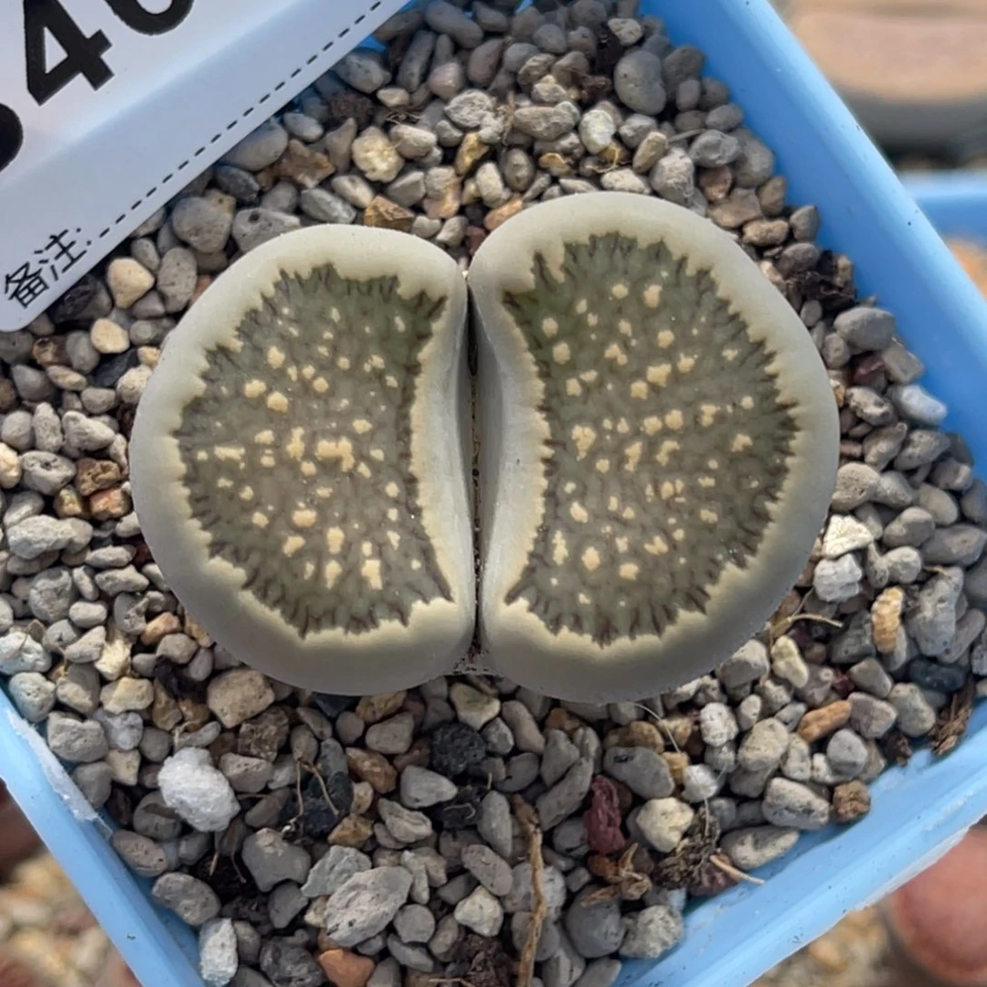 4689墨菊绿1尺寸4.1