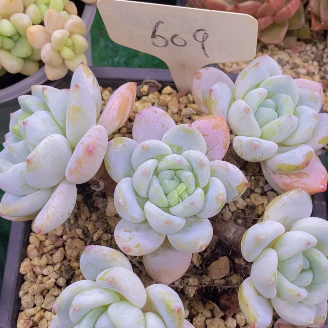 今天开心，精品多肉，一物一拍