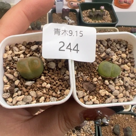 244 好看的多肉冲冲冲。