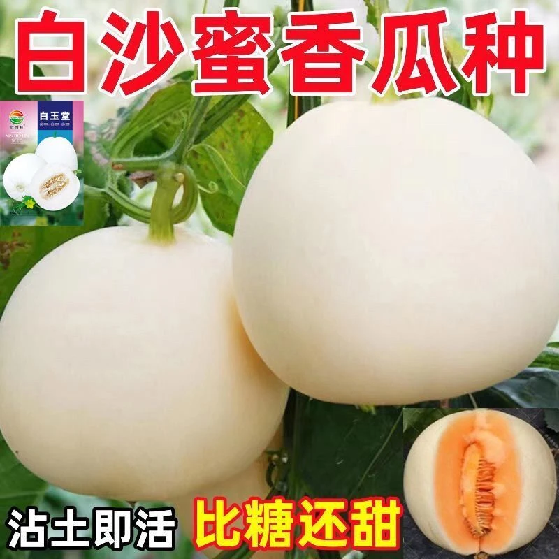 四季种植【店铺热销】超甜白沙糖甜瓜种超甜早熟香瓜籽白沙蔬菜种子