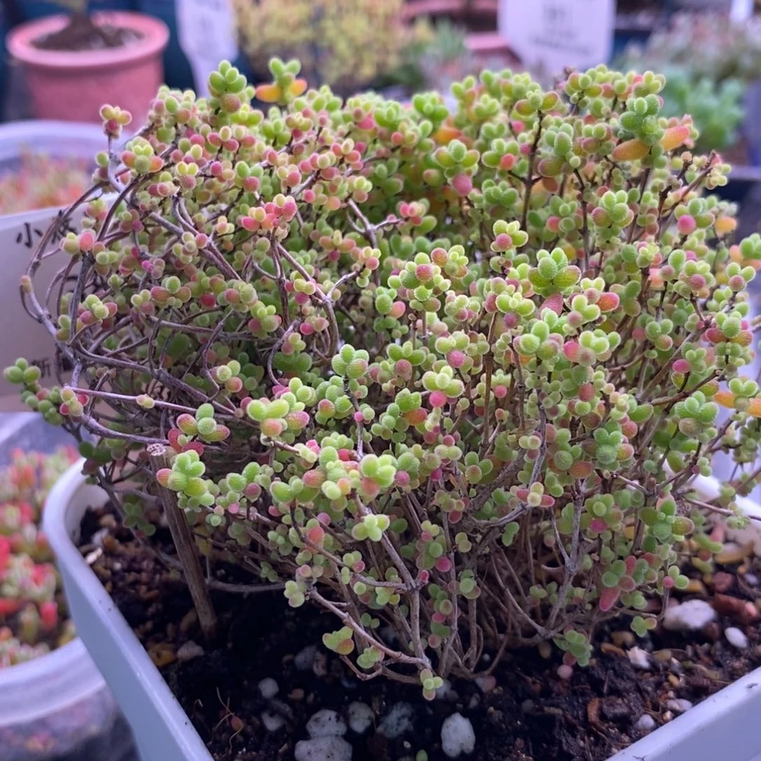 S****G385蜜桔糖球。