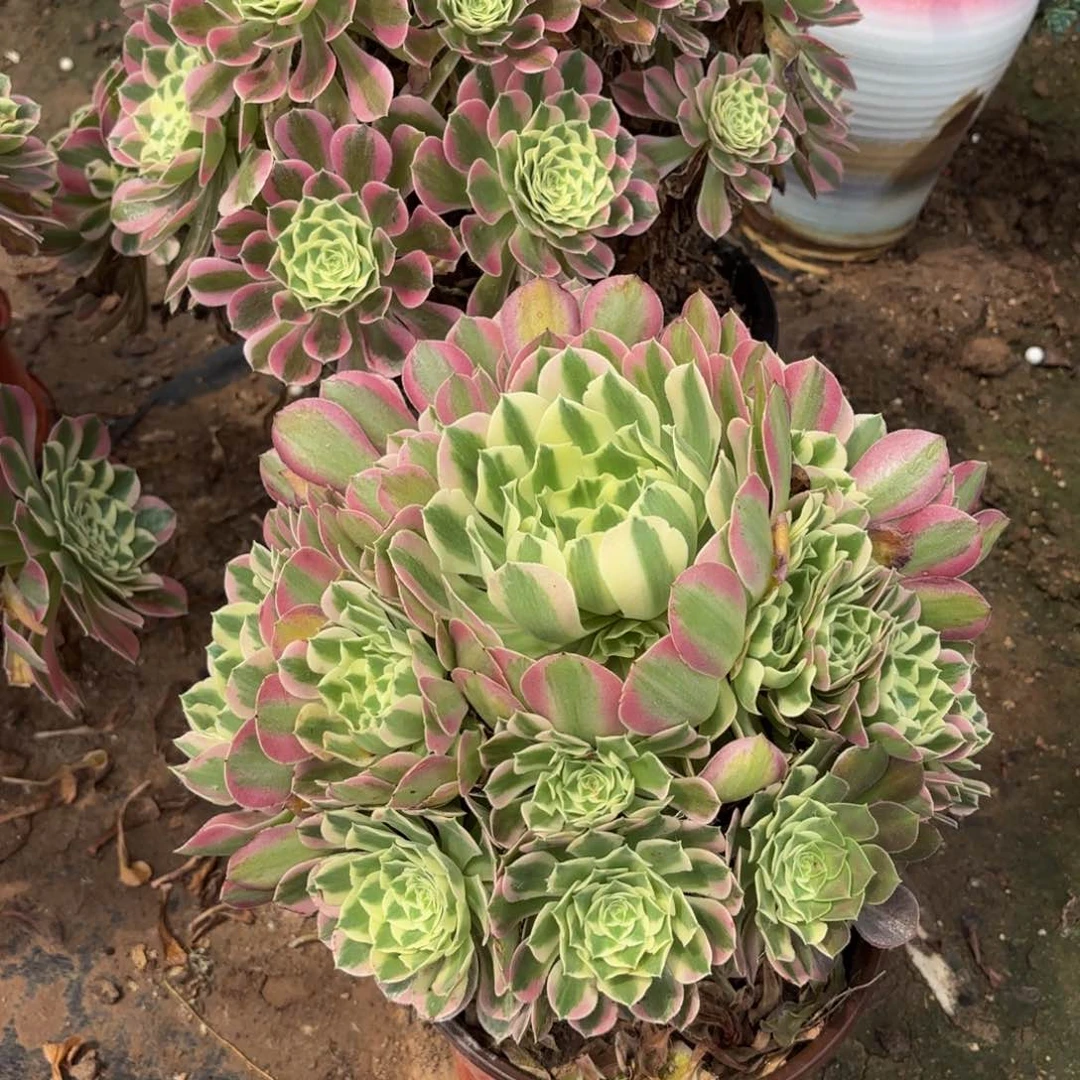 雨花石木质老桩12.8法师