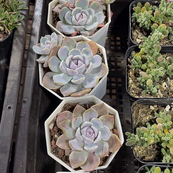 八角盆汉堡处理带盆土发