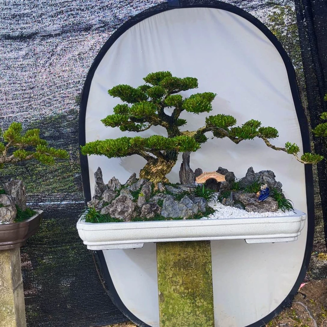 无花朵黄杨黄杨黄杨黄杨