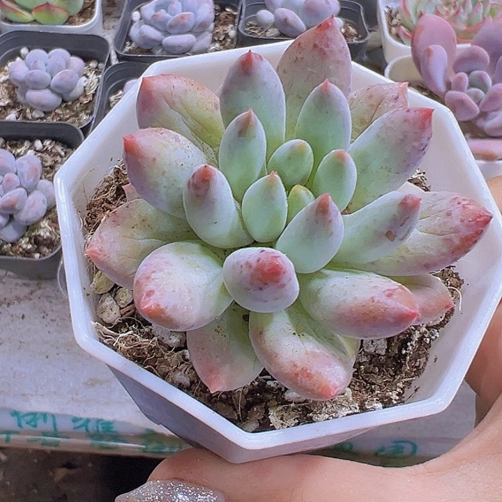 所罗门19包邮多肉植物