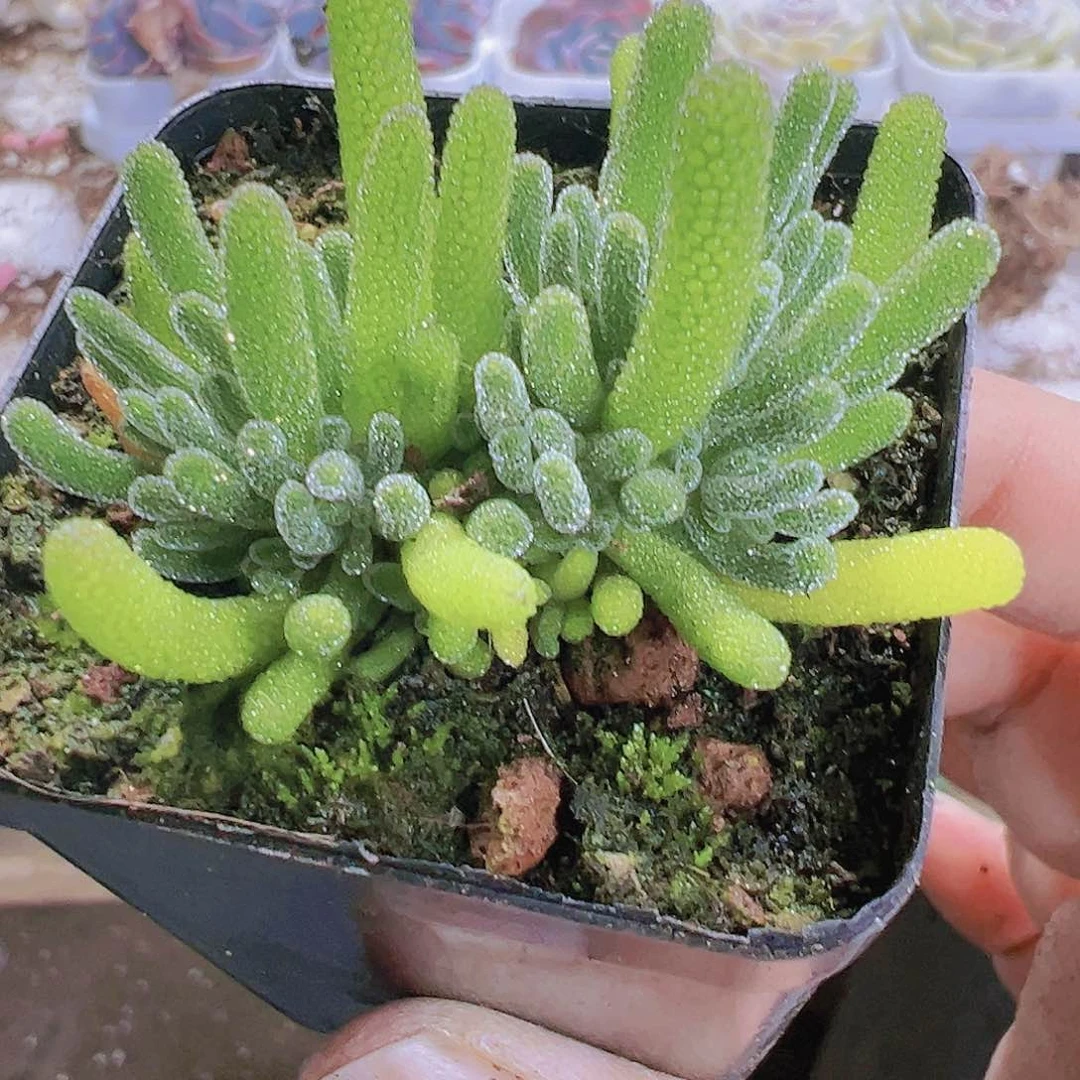 冰晶荧光枝干19包邮多肉