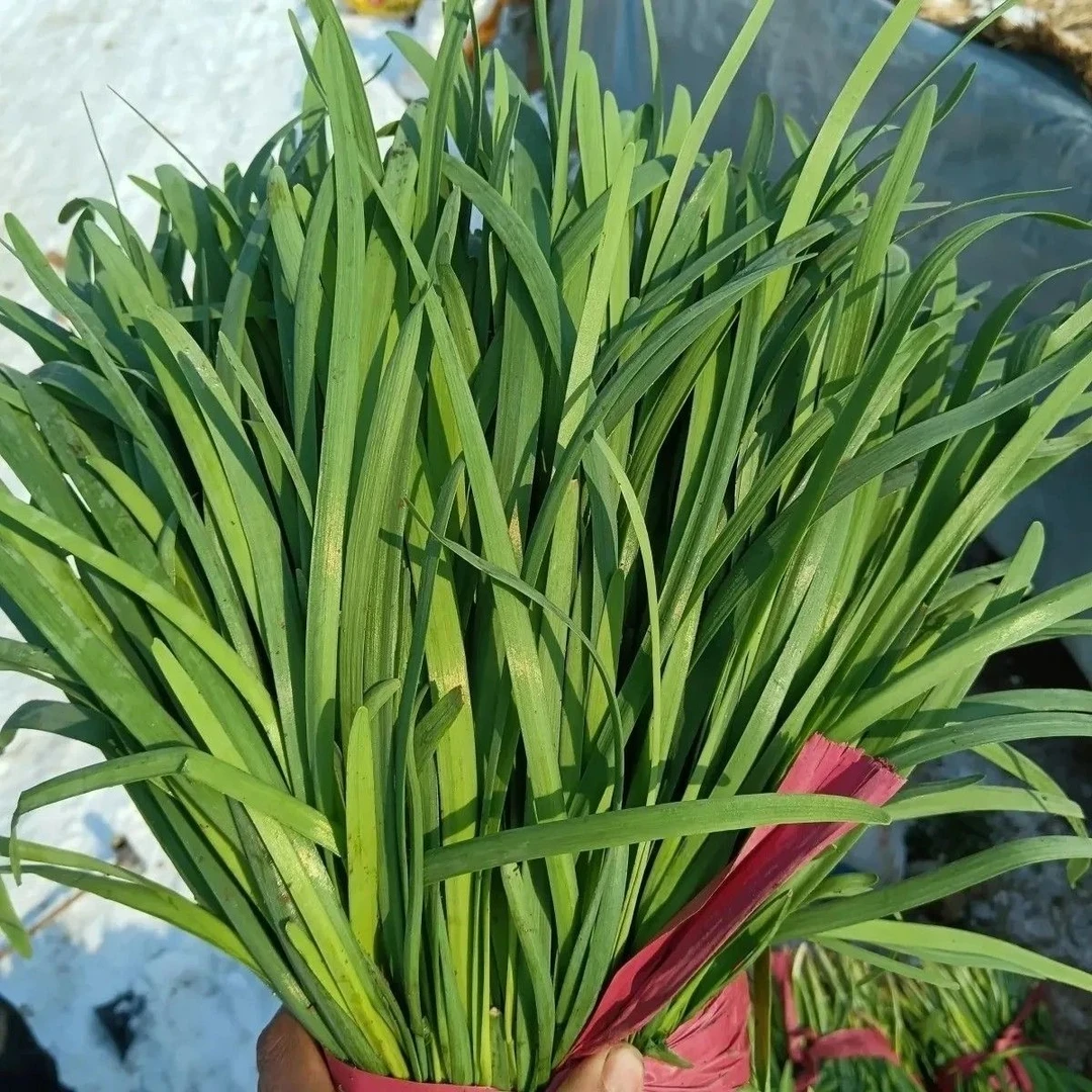 顺丰包邮山东新鲜头茬韭菜农家现割产地直发新鲜蔬菜饺子馅菜当季