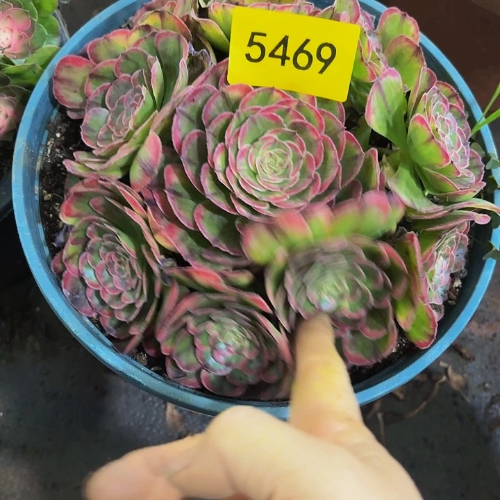 哈哈多肉葡萄福利来5469个